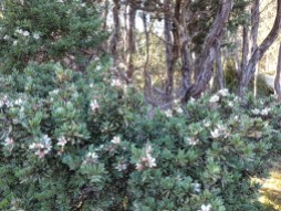 Melaleuca: Leptospermum lanigerum
