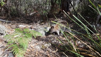 Bennett's Wallaby at Fortescue Bay. Plump and fluffy compared to my friends the black-footed wallaby which is lean and fast